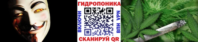 Конопля сатива  кракен маркетплейс  Шуя 